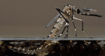 Really!!! Millions Of Mosquitoes May Be Released In South Florida