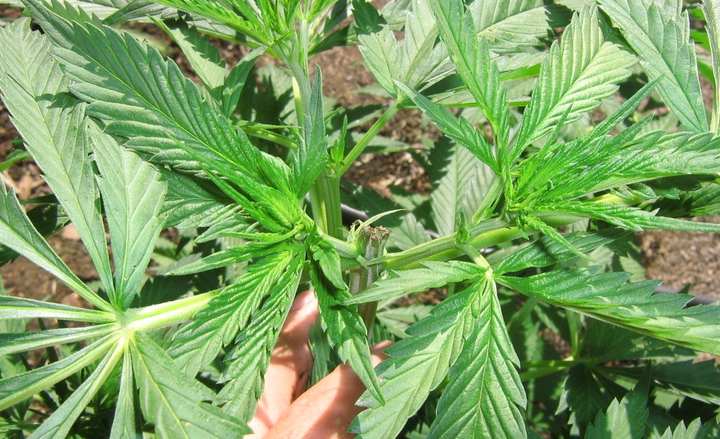 5 Nurseries Approved To Grow Marijuana In Florida