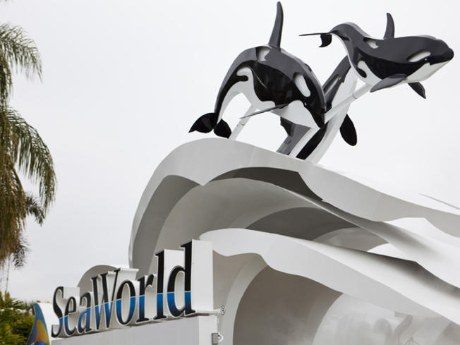 Killer Whale Show At San Diego Sea World Being Phased Out