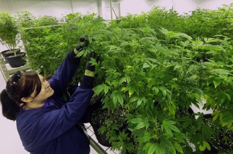 Amendment 2: Medical Marijuana Passes