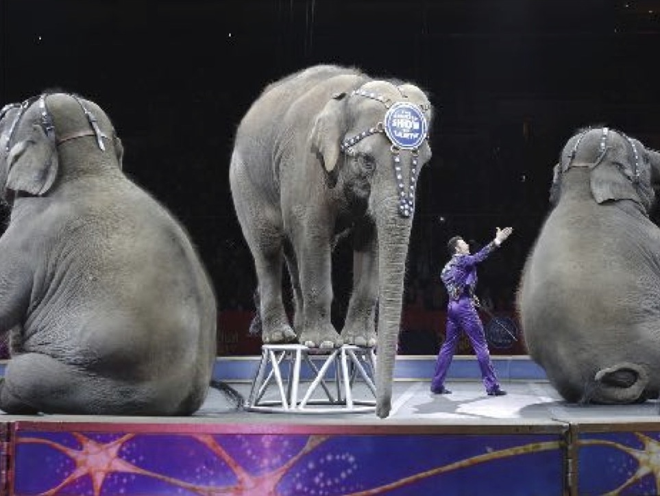 Ringling Brothers Circus To Close After 146 Years