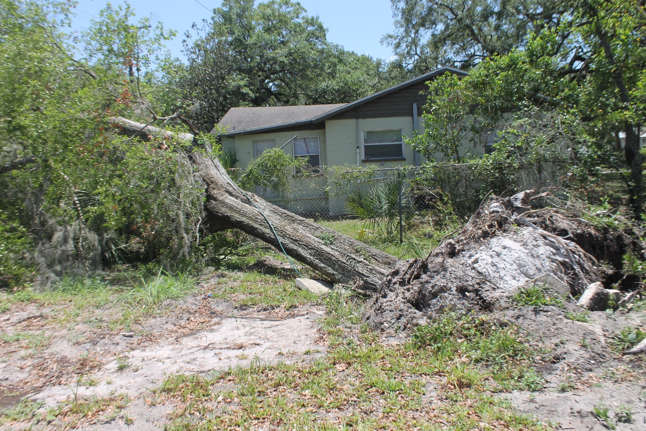 Children Injured After Fallen Tree Brings Down Power Line
