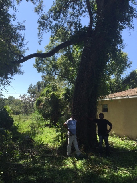 Citizens Concerned About Large Trees In Community