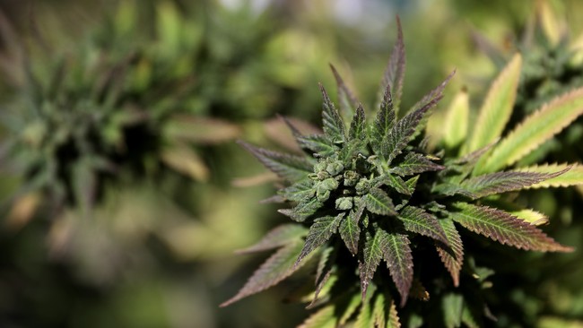 new-york-state-decriminalizes-marijuana-1567087115-650x366