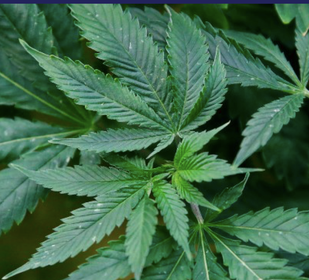 Screen Shot 2022-04-05 at 10.38.21 AM